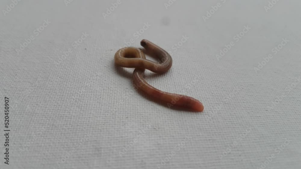 Vidéo Stock Brown earthworm known as redworm, angleworm, rainworm