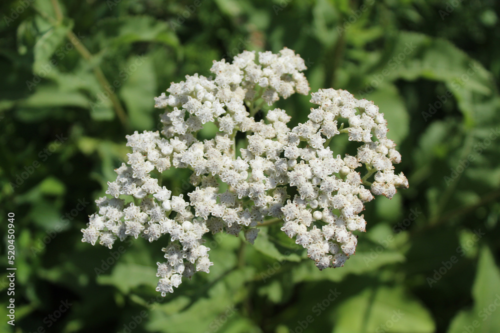 Wild quinine in bright sun at Somme Prairie Grove in Northbrook, Illinois Wild quinine in bright sun at Somme Prairie Grove in Northbrook, Illinois