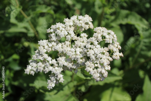 Wild quinine in bright sun at Somme Prairie Grove in Northbrook, Illinois photo