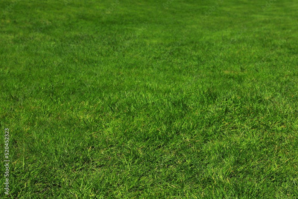 Fresh green grass as background, closeup view Fresh green grass as background, closeup view