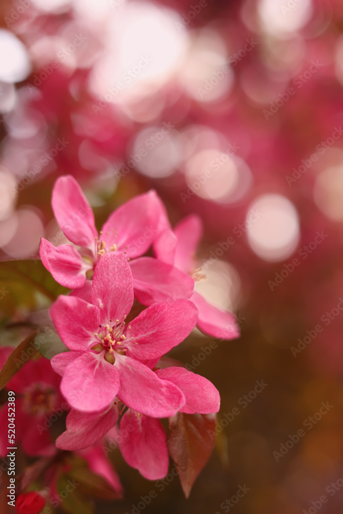 Closeup view of beautiful blossoming apple tree outdoors on spring day