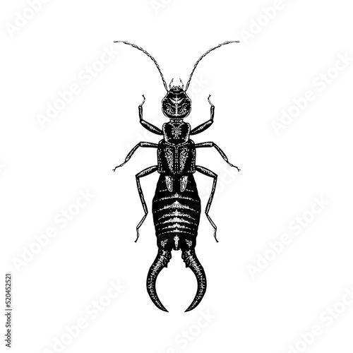 Earwig hand drawing vector illustration isolated on background