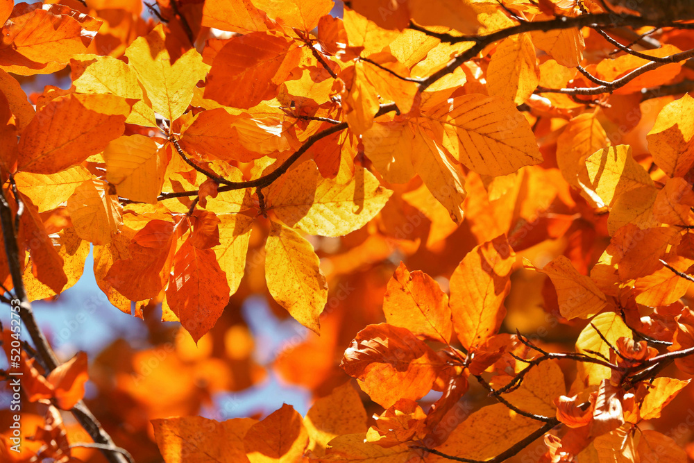 Tree with beautiful orange leaves outdoors on sunny autumn day, closeup