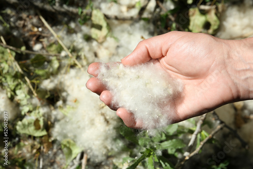 Woman holding pile of poplar fluff outdoors on sunny day, closeup photo