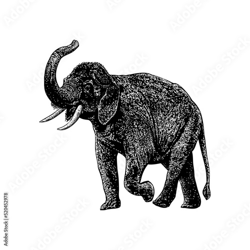 Indian Elephant hand drawing vector illustration isolated on background