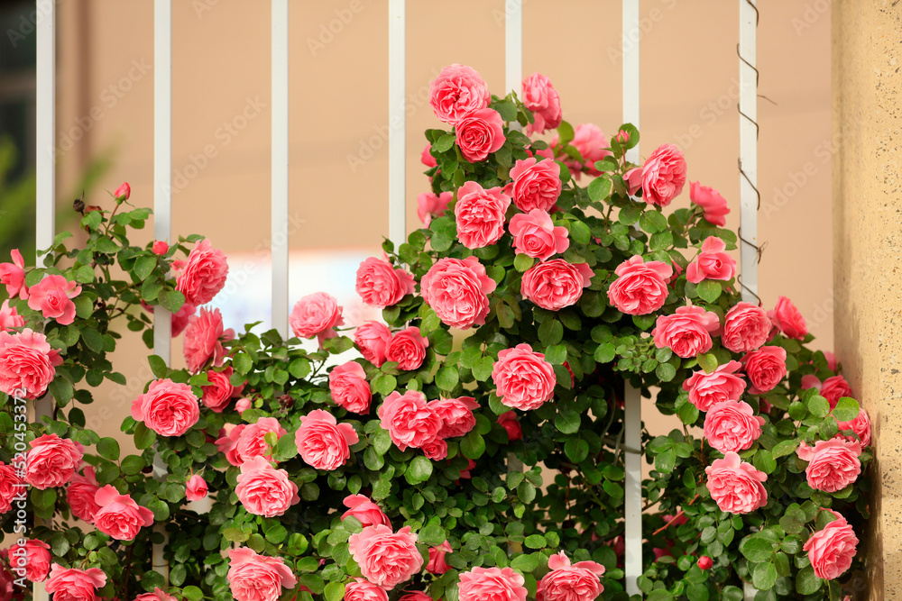 In the summer, rose is blooming In the summer, rose is blooming