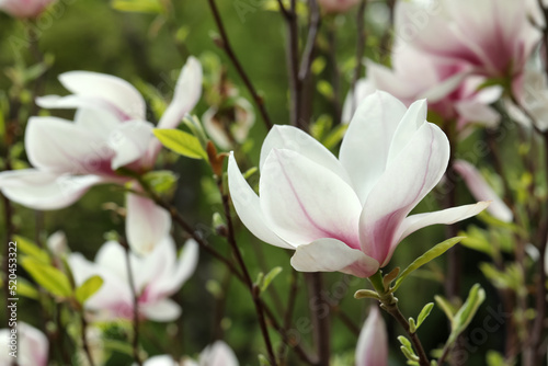 Magnolia tree with beautiful flowers on blurred background, closeup © New Africa