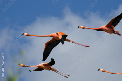American flamingo in flight.  Flock of flamingos off the coast of Yucatan, Mexico. © edgar