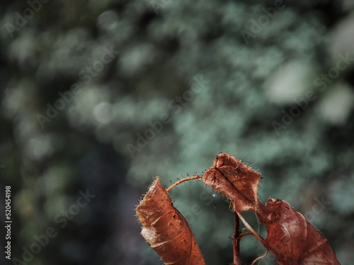 macro photos. Close-up of dry leaves with blurred background