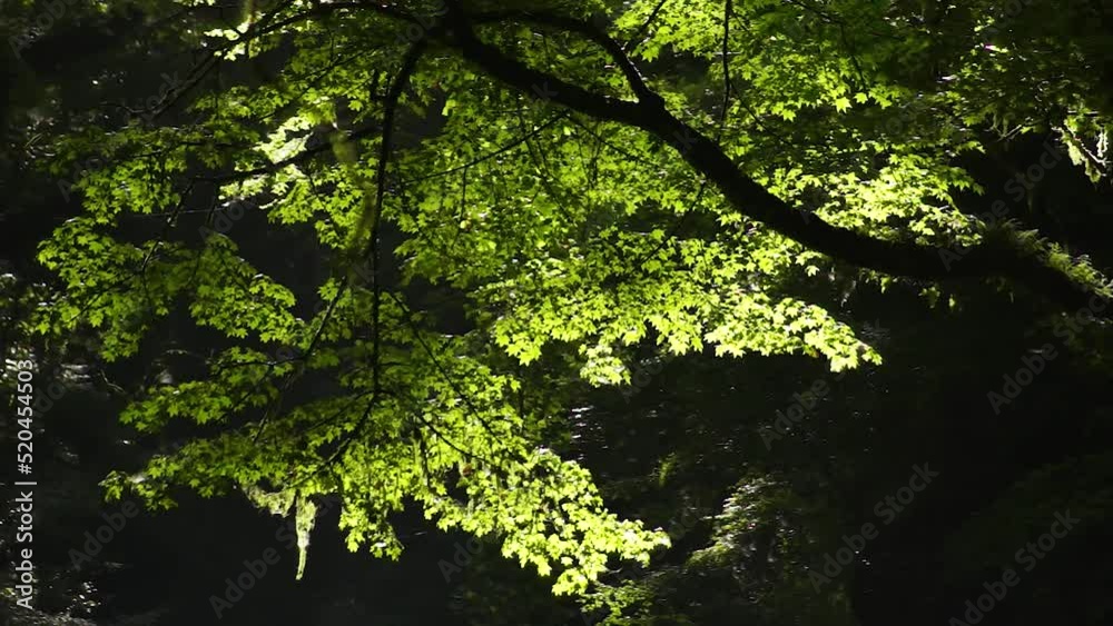 夏の菊池渓谷 朝日 夏の菊池渓谷 朝日