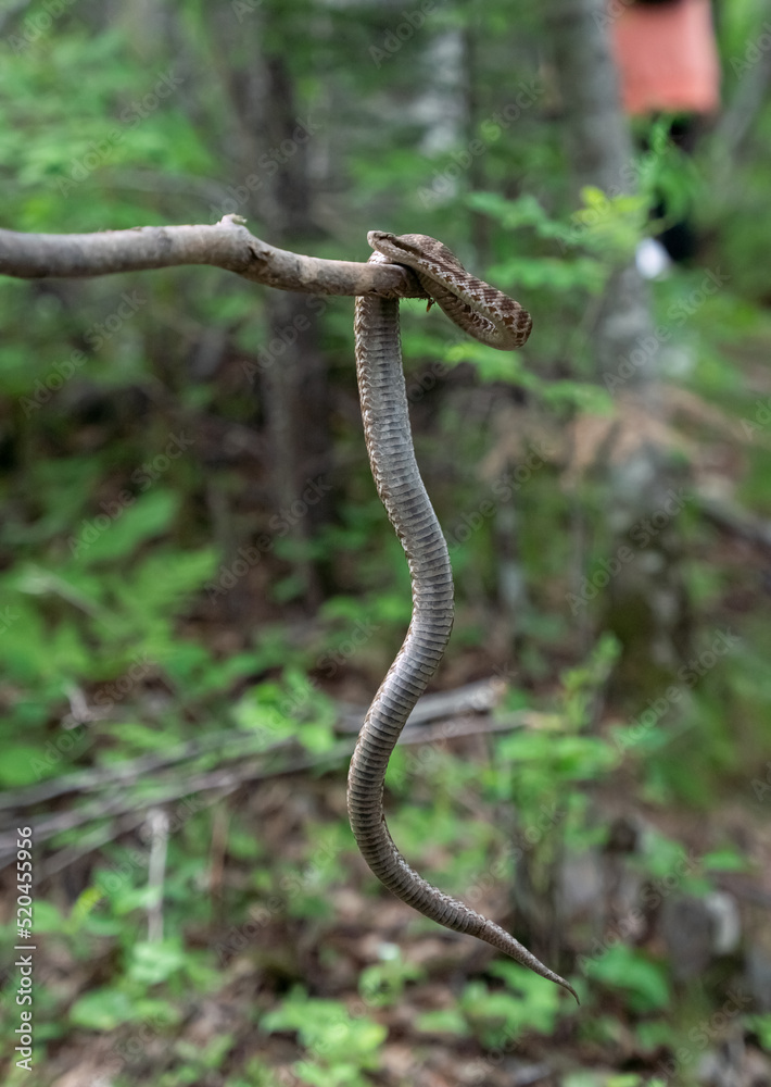 Obraz premium Gloydius halys on a stick in the forest