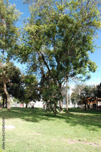 trees in the park