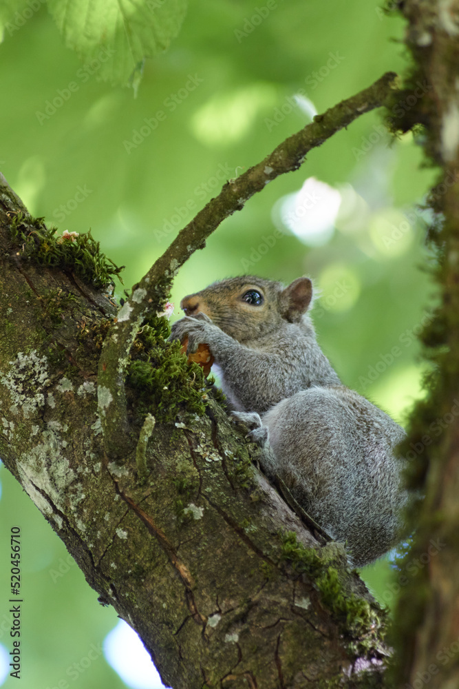 Squirrel Holding a Snack Squirrel Holding a Snack