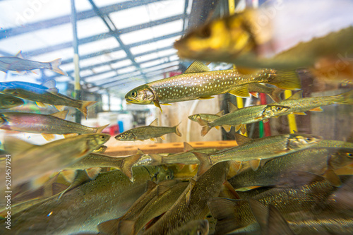 様々な川魚達 photo