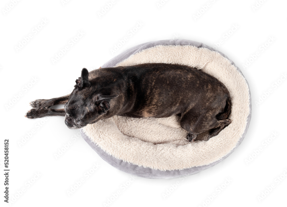 Senior dog sleeping in dog bed, top view. Dog with front paws stretched outside of pet bed. 9 years old female black boston terrier pug mix snoring or sleeping with relaxed body posture. Isolated.
