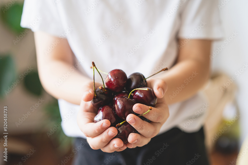 Fresh juicy berries. Cherries in hands. Organic eco product, farm. Non GMO. Fresh red cherries.