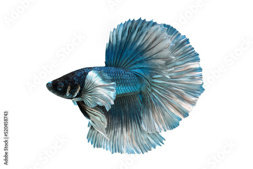 Blue betta fish spread tail-feathers, siamese fighting fish, betta splendens (Halfmoon betta) isolated on white background.