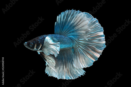 Blue and white betta fish, Fancy Halfmoon Betta, Betta splendens Pla-kad (biting fish), Rhythmic of Betta fish isolated on black background. Description140/200