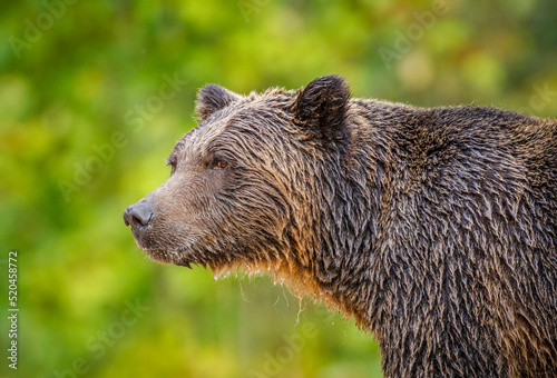 Grizzly Bear, British Columbia photo
