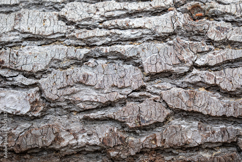 Shasta bark background photo