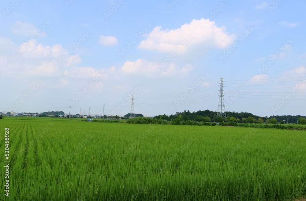 夏の日　緑の稲が生長する　のどかな風景　鉄塔