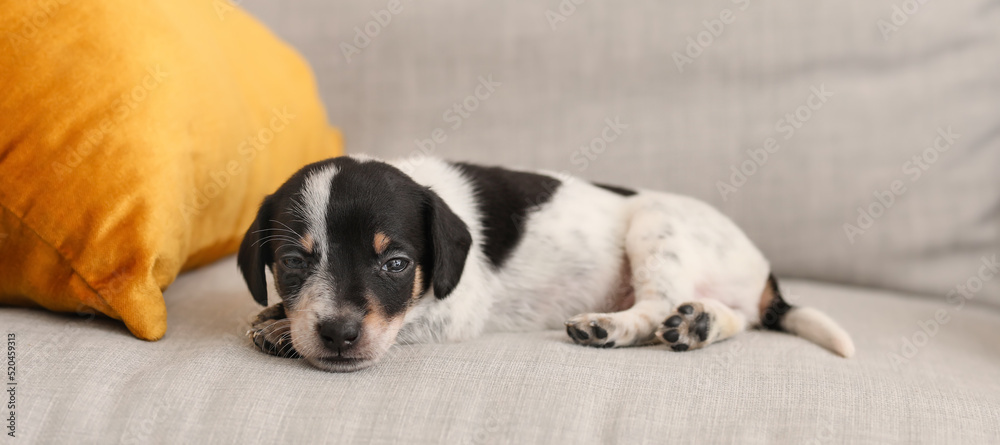 Cute puppy resting on sofa