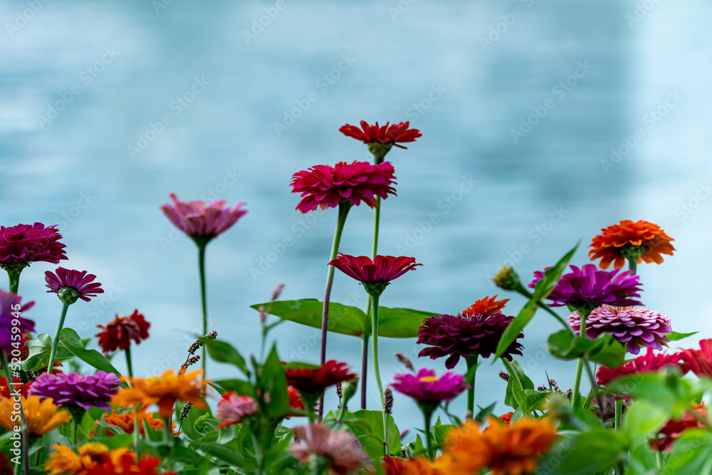 Multicolored dahlias In front of a pond with a fountain Multicolored dahlias In front of a pond with a fountain