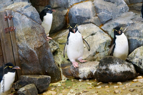 ペンギン