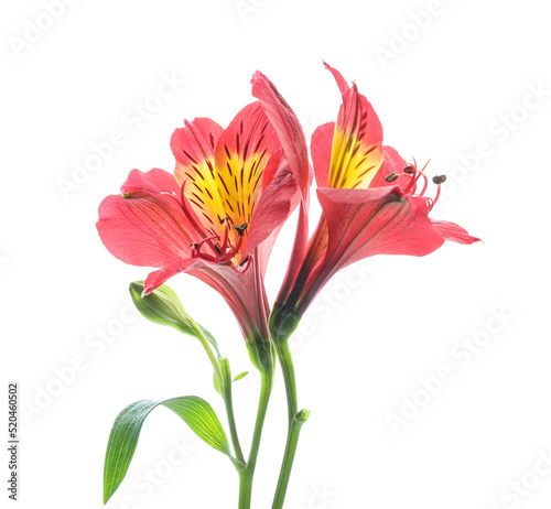 Beautiful alstroemeria flowers isolated on white background, closeup