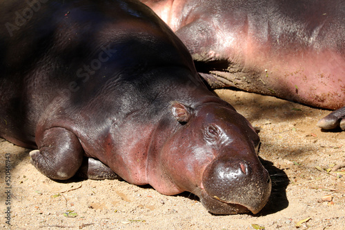 Hippopotamus sunbathe on sand floor at the zoo. 