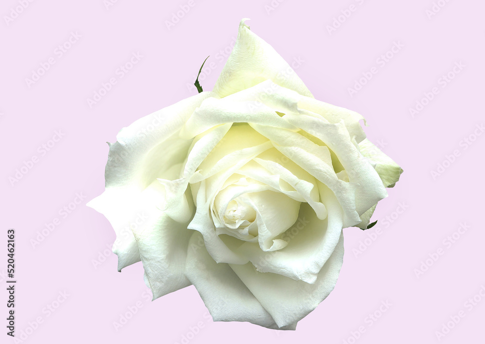Close up of white rose flowers isolated on pink background with clipping path. Close up of white rose flowers isolated on pink background with clipping path.