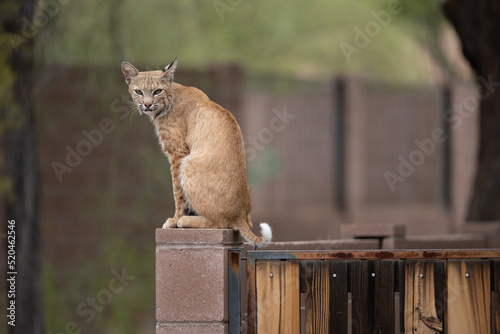 bobcat sitting on block wall looking towards