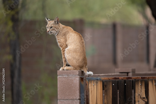 bobcat sitting on block fence looking aside