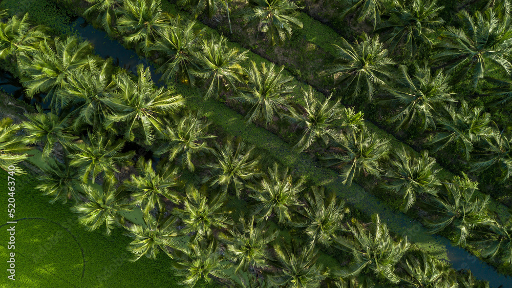 Aerial top view coconut palm trees farm plantation, Group of coconut palm trees. Aerial top view coconut palm trees farm plantation, Group of coconut palm trees.