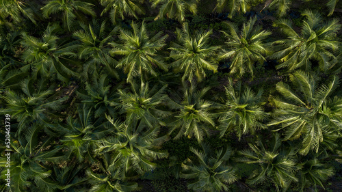 Aerial top view coconut palm trees farm plantation, Group of coconut palm trees.