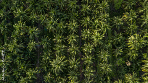 Aerial top view coconut palm trees farm plantation, Group of coconut palm trees.