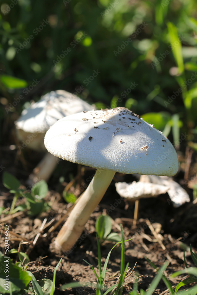 Big white mushroom named Big white mushroom named