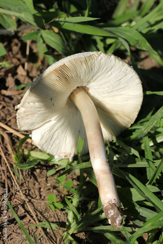 Big white mushroom named "false parasol (Ooshirokarasatake, Chlorophyllum molybdites)". Close up macro photography.