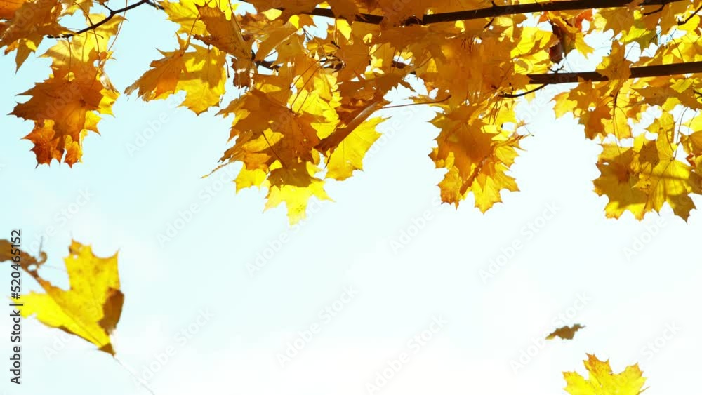 Super slow motion of falling autumn maple leaves against blue sky. Filmed on high speed cinema camera, 1000 fps. Super slow motion of falling autumn maple leaves against blue sky. Filmed on high speed cinema camera, 1000 fps.