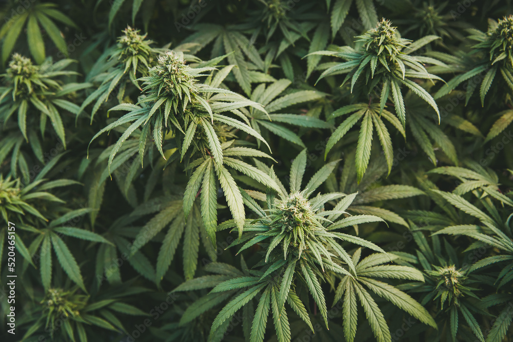 Ecological and biological hemp plant in a greenhouse. Concept of herbal alternative medicine, cbd hemp oil, medical science. Ecological and biological hemp plant in a greenhouse. Concept of herbal alternative medicine, cbd hemp oil, medical science.