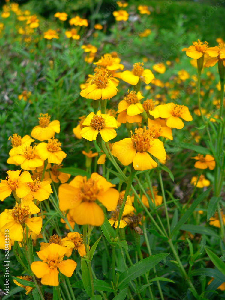 Obraz premium Mass of yellow flowers on plants in a garden