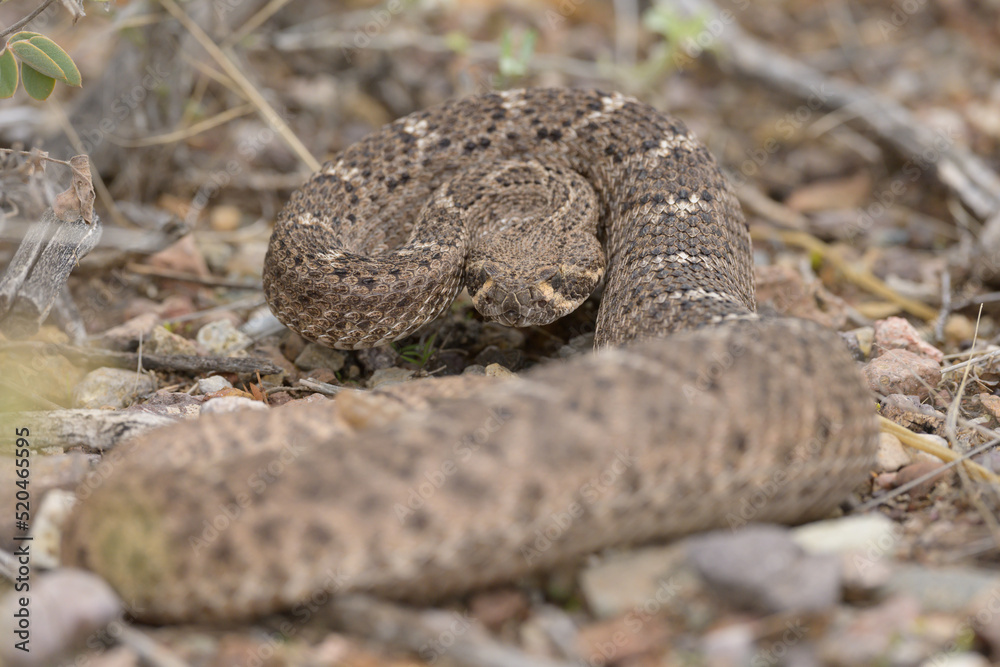 coiled rattlesnake on the ground coiled rattlesnake on the ground