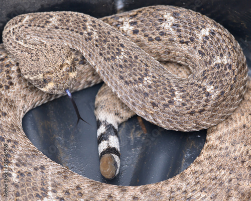 coiled rattlesnake sticking out forked tongue