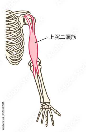 力こぶの筋肉、上腕二頭筋、上肢の骨格、名称あり