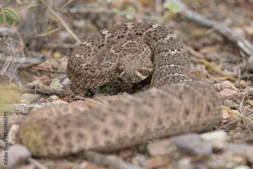 coiled rattlesnake on the ground
