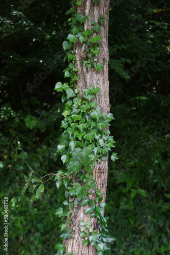 Ivy that runs along walls and tree trunks. Vitaceae deciduous vine.