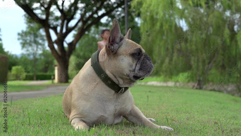 Tired dog lying at park looking away. Tired dog lying at park looking away.