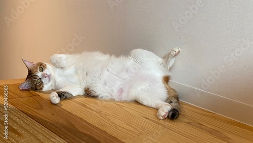 2 years old Ms. Macaron on the wooden floor with belly up, scratching and rubbing her back on the floor, year 2022 July Tokyo Japan