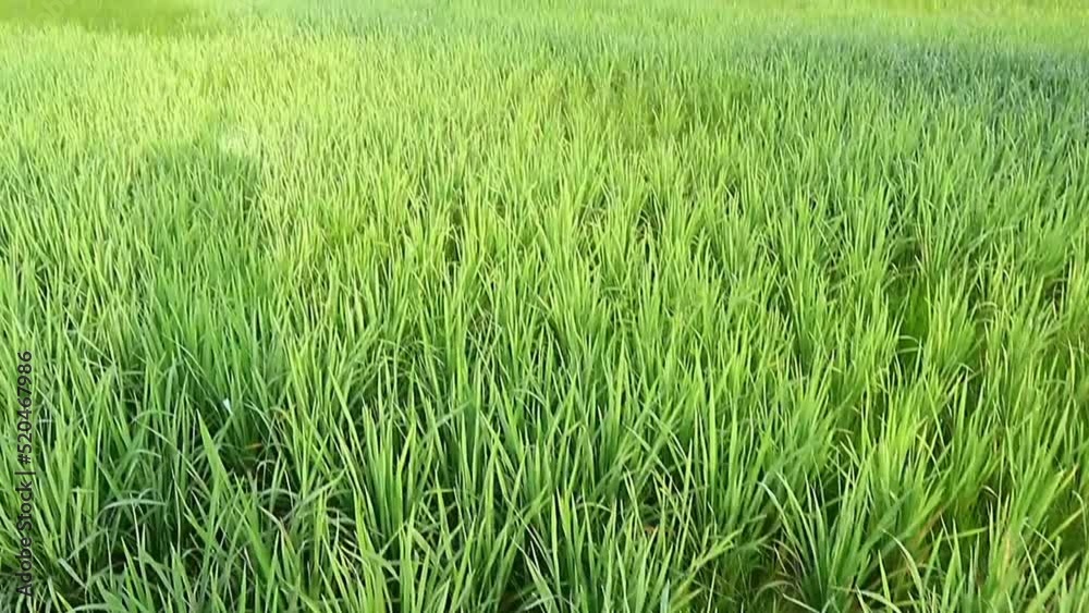 video of rice scenery in the fields under cloudy skies