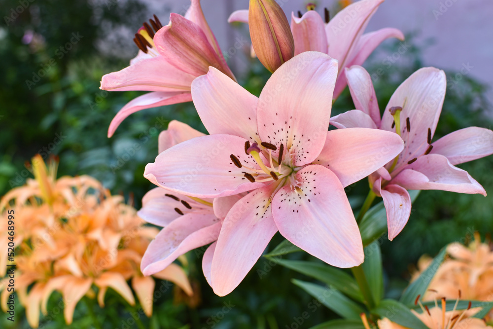 Close-up of a pink lily flower against the background of nature. Botanical Garden Close-up of a pink lily flower against the background of nature. Botanical Garden